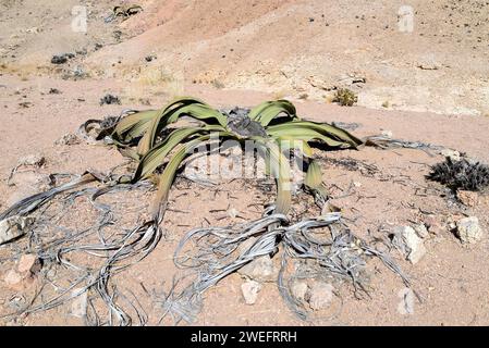 Welwitschia oder Baum tumbo (Welwitschia mirabilis) ist eine Gimnospermpflanze, die in der Namib-Wüste (Angola und Namibia) endemisch ist. Dieses Foto wurde in der Nähe von Swakop aufgenommen Stockfoto