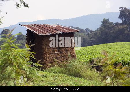 Holz- und Schlammhütte auf einer Teeplantage in der Nähe des Nyungwe-Nationalparks im Südwesten Ruandas mit lebhaften grünen Blättern vor üppigem Waldgrund Stockfoto