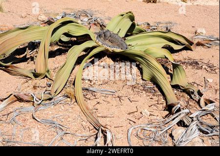 Welwitschia oder Baum tumbo (Welwitschia mirabilis) ist eine Gimnospermpflanze, die in der Namib-Wüste (Angola und Namibia) endemisch ist. Dieses Foto wurde in der Nähe von Swakop aufgenommen Stockfoto