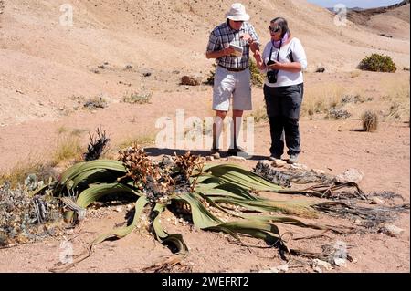 Welwitschia oder Baum tumbo (Welwitschia mirabilis) ist eine Gimnospermpflanze, die in der Namib-Wüste (Angola und Namibia) endemisch ist. Dieses Foto wurde in der Nähe von Swakop aufgenommen Stockfoto