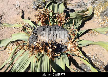 Welwitschia oder Baum tumbo (Welwitschia mirabilis) ist eine Gimnospermpflanze, die in der Namib-Wüste (Angola und Namibia) endemisch ist. Dieses Foto wurde in der Nähe von Swakop aufgenommen Stockfoto