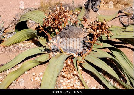 Welwitschia oder Baum tumbo (Welwitschia mirabilis) ist eine Gimnospermpflanze, die in der Namib-Wüste (Angola und Namibia) endemisch ist. Dieses Foto wurde in der Nähe von Swakop aufgenommen Stockfoto