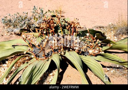 Welwitschia oder Baum tumbo (Welwitschia mirabilis) ist eine Gimnospermpflanze, die in der Namib-Wüste (Angola und Namibia) endemisch ist. Dieses Foto wurde in der Nähe von Swakop aufgenommen Stockfoto