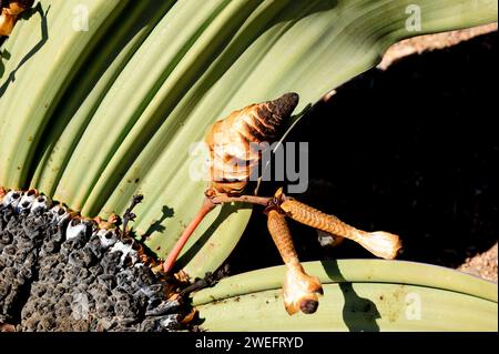 Welwitschia oder Baum tumbo (Welwitschia mirabilis) ist eine Gimnospermpflanze, die in der Namib-Wüste (Angola und Namibia) endemisch ist. Dieses Foto wurde in der Nähe von Swakop aufgenommen Stockfoto