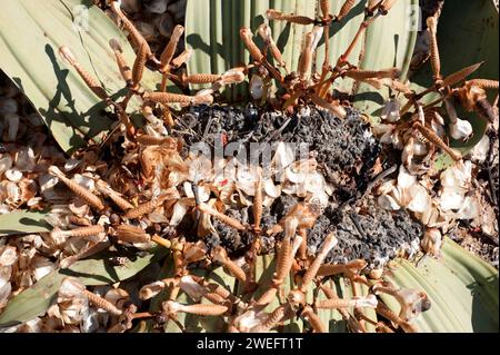 Welwitschia oder Baum tumbo (Welwitschia mirabilis) ist eine Gimnospermpflanze, die in der Namib-Wüste (Angola und Namibia) endemisch ist. Dieses Foto wurde in der Nähe von Swakop aufgenommen Stockfoto