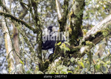 Wilde Colobus-Affen mit ihrem charakteristischen schwarz-weißen Fell im Nyungwe-Nationalpark in Ruanda, Zentralafrika-Parks, beim Spielen oder beim Essen von Blättern Stockfoto