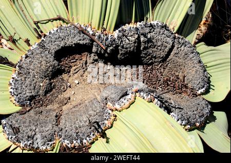 Welwitschia oder Baum tumbo (Welwitschia mirabilis) ist eine Gimnospermpflanze, die in der Namib-Wüste (Angola und Namibia) endemisch ist. Dieses Foto wurde in der Nähe von Swakop aufgenommen Stockfoto