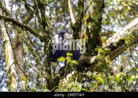 Wilde Colobus-Affen mit ihrem charakteristischen schwarz-weißen Fell im Nyungwe-Nationalpark in Ruanda, Zentralafrika-Parks, beim Spielen oder beim Essen von Blättern Stockfoto