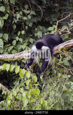 Wilde Colobus-Affen mit ihrem charakteristischen schwarz-weißen Fell im Nyungwe-Nationalpark in Ruanda, Zentralafrika-Parks, beim Spielen oder beim Essen von Blättern Stockfoto