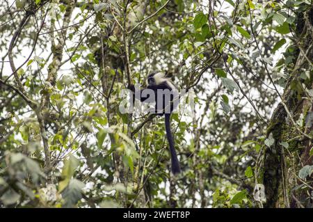 Wilde Colobus-Affen mit ihrem charakteristischen schwarz-weißen Fell im Nyungwe-Nationalpark in Ruanda, Zentralafrika-Parks, beim Spielen oder beim Essen von Blättern Stockfoto