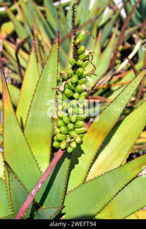 Bitter Aloe (Aloe ferox) ist eine ausdauernde Sukkulente aus dem südlichen Afrika. Stockfoto