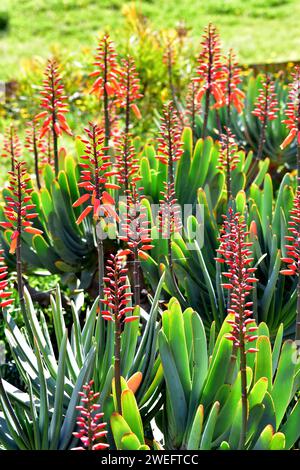 Fan-Aloe (Aloe plicatilis oder Kumara plicatilis) ist eine ausdauernde Sukkulente endemisch in der Cape Region, Südafrika. Stockfoto