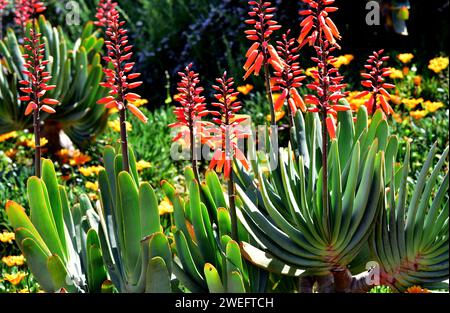 Fan-Aloe (Aloe plicatilis oder Kumara plicatilis) ist eine ausdauernde Sukkulente endemisch in der Cape Region, Südafrika. Stockfoto