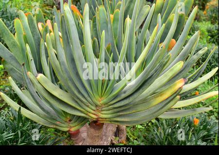 Fan-Aloe (Aloe plicatilis oder Kumara plicatilis) ist eine ausdauernde Sukkulente endemisch in der Cape Region, Südafrika. Stockfoto