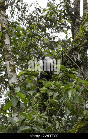 Wilde Colobus-Affen mit ihrem charakteristischen schwarz-weißen Fell im Nyungwe-Nationalpark in Ruanda, Zentralafrika-Parks, beim Spielen oder beim Essen von Blättern Stockfoto
