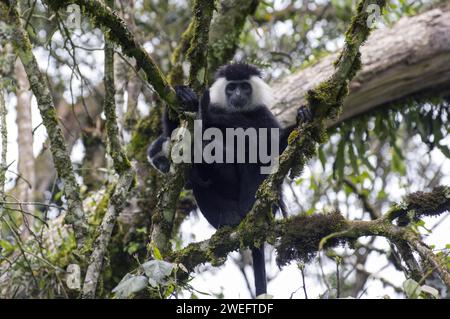 Wilde Colobus-Affen mit ihrem charakteristischen schwarz-weißen Fell im Nyungwe-Nationalpark in Ruanda, Zentralafrika-Parks, beim Spielen oder beim Essen von Blättern Stockfoto