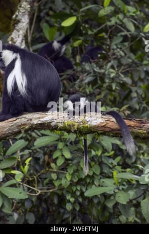 Wilde Colobus-Affen mit ihrem charakteristischen schwarz-weißen Fell im Nyungwe-Nationalpark in Ruanda, Zentralafrika-Parks, beim Spielen oder beim Essen von Blättern Stockfoto