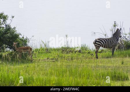 Zebra-Foto auf Safari im Akagera-Nationalpark im Nordosten Ruandas, Zentralafrikas größtes geschütztes Feuchtgebiet, See und Sumpfgras im Hintergrund Stockfoto