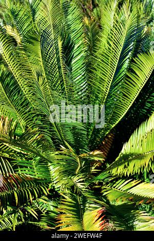 Lebombo cycad oder Jozini cycad (Encephalartos senticosus) ist ein Gymnosperm aus den Lebombo Mountains in Südafrika. Stockfoto