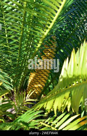 Lebombo cycad oder Jozini cycad (Encephalartos senticosus) ist ein Gymnosperm aus den Lebombo Mountains in Südafrika. Stockfoto