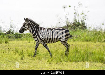 Zebra-Foto auf Safari im Akagera-Nationalpark im Nordosten Ruandas, Zentralafrikas größtes geschütztes Feuchtgebiet. Afrika-Parks Stockfoto