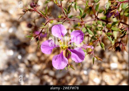 Virgin's Mantle (Fagonia cretica) ist ein jährlich im Südosten Spaniens, den Balearen, Kreta und Nordafrika beheimatetes Kriechkraut. Blumendetail. Th Stockfoto