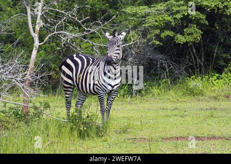 Zebra-Foto auf Safari im Akagera-Nationalpark im Nordosten Ruandas, Zentralafrikas größtes geschütztes Feuchtgebiet. Afrika-Parks Stockfoto