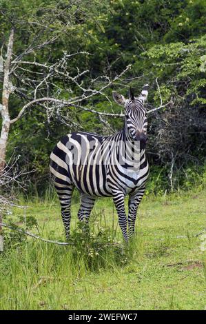 Zebra-Foto auf Safari im Akagera-Nationalpark im Nordosten Ruandas, Zentralafrikas größtes geschütztes Feuchtgebiet. Afrika-Parks Stockfoto