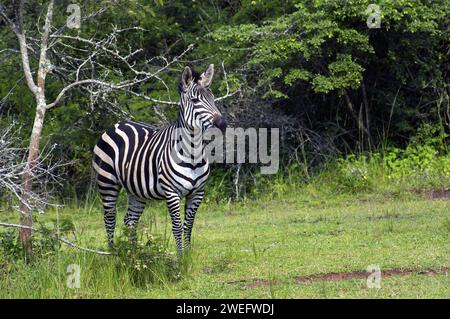 Zebra-Foto auf Safari im Akagera-Nationalpark im Nordosten Ruandas, Zentralafrikas größtes geschütztes Feuchtgebiet. Afrika-Parks Stockfoto