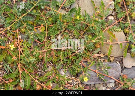 Teufelswimpern oder Punkturevine (Tribulus terrestris) ist ein kriechendes, ausdauerndes Kraut, das auf der ganzen Welt verbreitet ist. Dieses Foto wurde in Cap CR aufgenommen Stockfoto