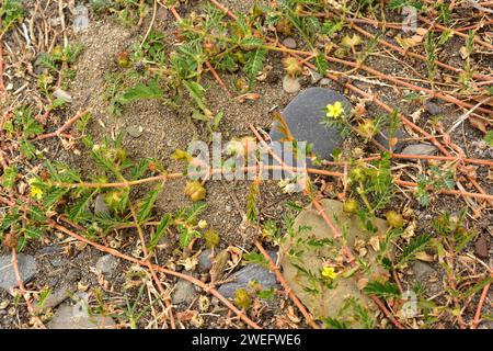 Teufelswimpern oder Punkturevine (Tribulus terrestris) ist ein kriechendes, ausdauerndes Kraut, das auf der ganzen Welt verbreitet ist. Dieses Foto wurde in Cap CR aufgenommen Stockfoto