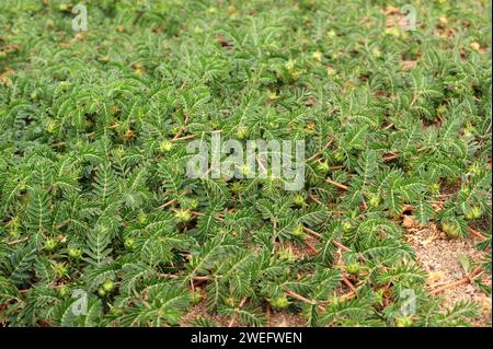 Teufelswimpern oder Punkturevine (Tribulus terrestris) ist ein kriechendes, ausdauerndes Kraut, das auf der ganzen Welt verbreitet ist. Dieses Foto wurde in Salama aufgenommen Stockfoto