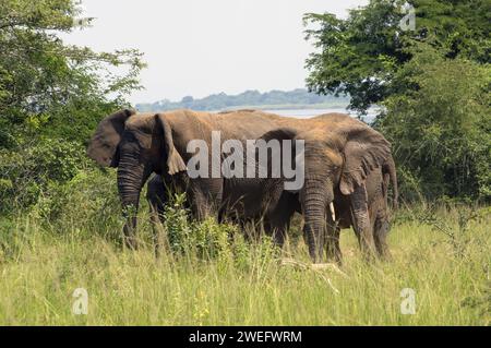 Großer Elefant mit jungen männlichen Elefanten, fotografiert auf Safari im Akagera Nationalpark im Nordosten Ruandas, Zentralafrika Parks Stockfoto