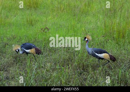 Fotografiert auf Safari im Akagera-Nationalpark im Nordosten Ruandas, Zentralafrikas größtes geschütztes Feuchtgebiet. Afrika-Parks Stockfoto