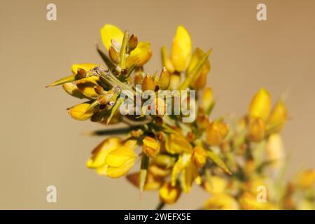 Nahaufnahme des blühenden Ginsterbusches im Januar, Genista scorpius, mit wunderschönem Bokeh im Hintergrund, Alcoi, Spanien Stockfoto