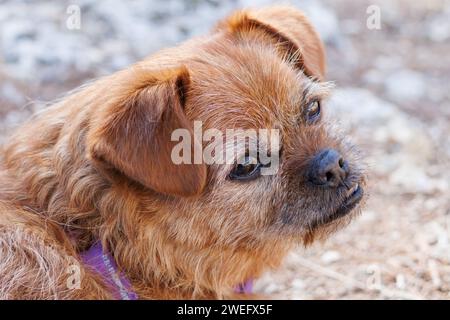 Nahaufnahme des Kopfes meines Hundes Nami mit besorgtem Gesicht Stockfoto