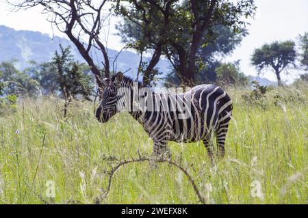 Zebra-Foto auf Safari im Akagera-Nationalpark im Nordosten Ruandas, Zentralafrikas größtes geschütztes Feuchtgebiet. Afrika-Parks Stockfoto