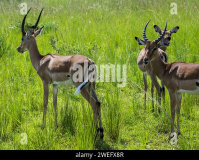 Impalas fotografiert auf Safari im Akagera-Nationalpark im Nordosten Ruandas, Zentralafrikas größtes geschütztes Feuchtgebiet. Afrika-Parks Stockfoto