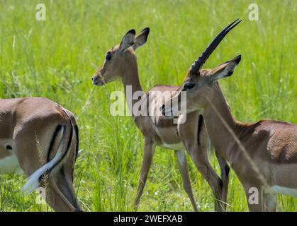 Impalas fotografiert auf Safari im Akagera-Nationalpark im Nordosten Ruandas, Zentralafrikas größtes geschütztes Feuchtgebiet. Afrika-Parks Stockfoto