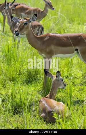 Impalas fotografiert auf Safari im Akagera-Nationalpark im Nordosten Ruandas, Zentralafrikas größtes geschütztes Feuchtgebiet. Afrika-Parks Stockfoto