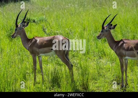 Impalas fotografiert auf Safari im Akagera-Nationalpark im Nordosten Ruandas, Zentralafrikas größtes geschütztes Feuchtgebiet. Afrika-Parks Stockfoto