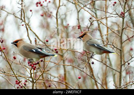 Ein Paar böhmische Wachsflügel-Bombycilla garrulus auf Weißdornbeeren-Crataegus monogyna. Winter. Uk Stockfoto