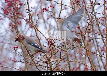 Ein Paar böhmische Wachsflügel-Bombycilla garrulus auf Weißdornbeeren-Crataegus monogyna. Winter. Uk Stockfoto