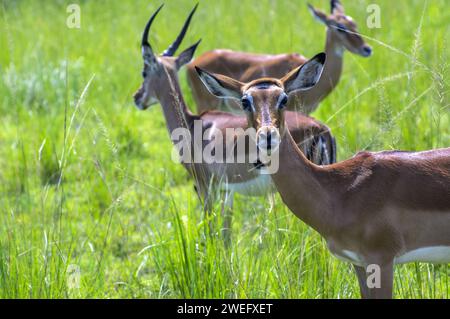 Impalas fotografiert auf Safari im Akagera-Nationalpark im Nordosten Ruandas, Zentralafrikas größtes geschütztes Feuchtgebiet. Afrika-Parks Stockfoto