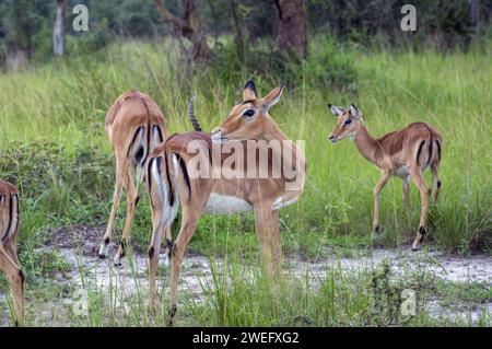 Impalas fotografiert auf Safari im Akagera-Nationalpark im Nordosten Ruandas, Zentralafrikas größtes geschütztes Feuchtgebiet. Afrika-Parks Stockfoto