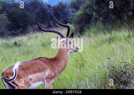 Impala fotografierte auf Safari im Akagera-Nationalpark im Nordosten Ruandas, Zentralafrikas größtes geschütztes Feuchtgebiet. Afrika-Parks Stockfoto