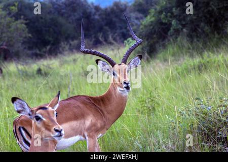 Impalas fotografiert auf Safari im Akagera-Nationalpark im Nordosten Ruandas, Zentralafrikas größtes geschütztes Feuchtgebiet. Afrika-Parks Stockfoto