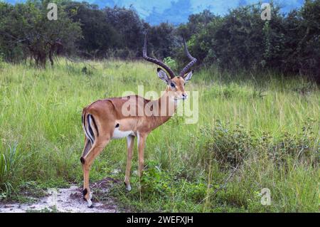 Impala fotografierte auf Safari im Akagera-Nationalpark im Nordosten Ruandas, Zentralafrikas größtes geschütztes Feuchtgebiet. Afrika-Parks Stockfoto