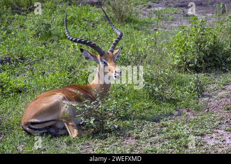 Fotografiert auf Safari im Akagera-Nationalpark im Nordosten Ruandas, Zentralafrikas größtes geschütztes Feuchtgebiet. Afrika-Parks Stockfoto