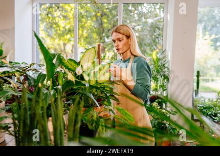 Konzentrierte Geschäftsfrau mittleren Alters in Schürze, die in einem Blumenladen arbeitet, wischt den Staub von den Blättern der Pflanze zum Verkauf ab. Stockfoto